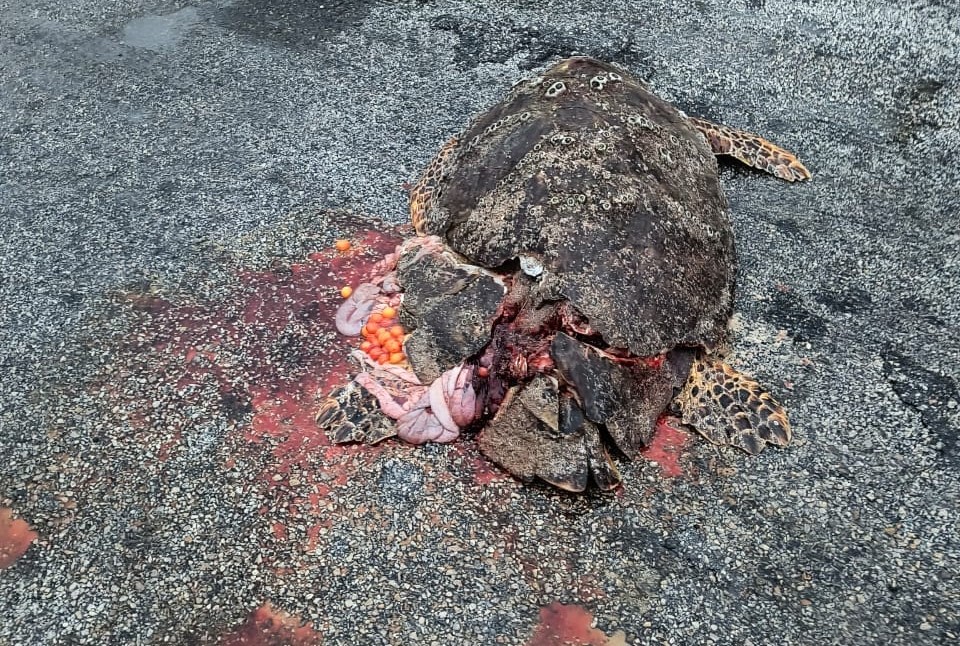 Vehículos atropellan a tortugas marinas