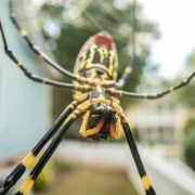 Las arañas invaden Estados Unidos