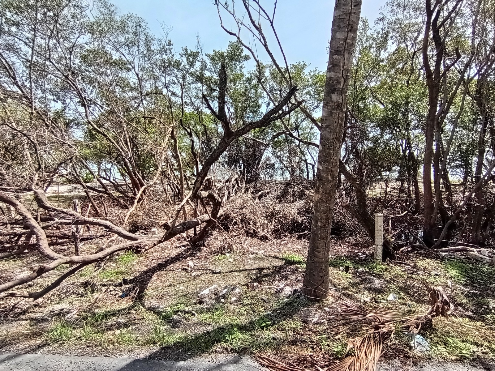 Municipio de Carmen condenado a un desequilibrio ecológico