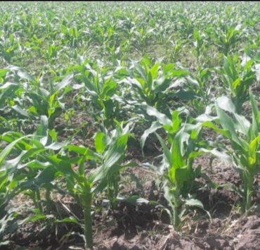 Lluvias favorecen al agro campechano