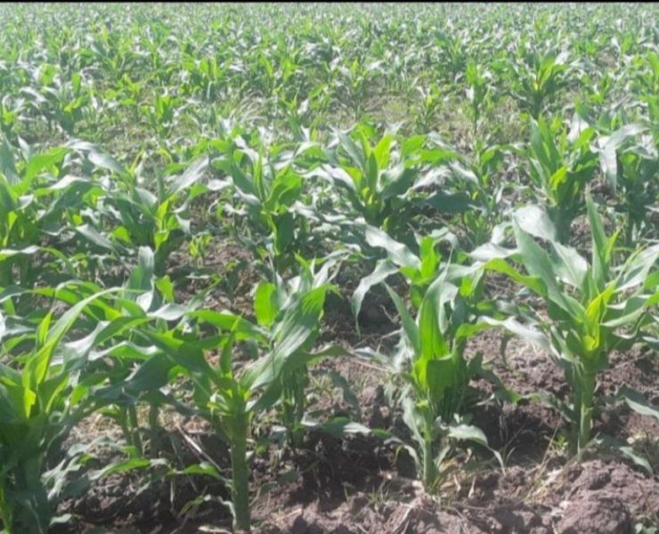 Lluvias favorecen al agro campechano