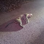 Autobús arrolla y mata a jaguar en Kalakmul