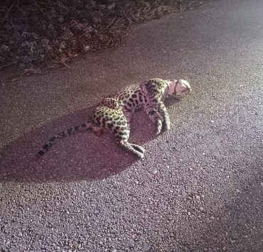 Autobús arrolla y mata a jaguar en Kalakmul