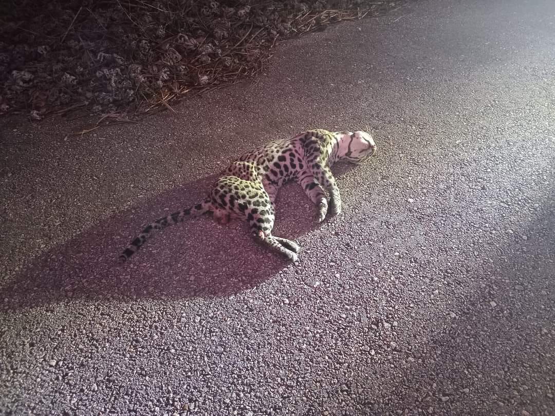 Autobús arrolla y mata a jaguar en Kalakmul