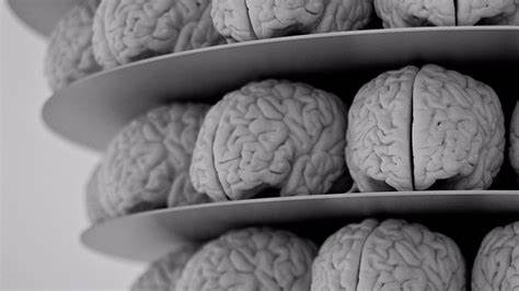 Conectan 16 mini cerebros entre sí