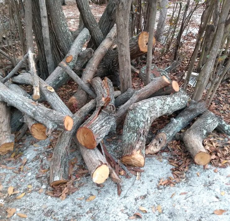 Devastan mangles en Punta Zacatal