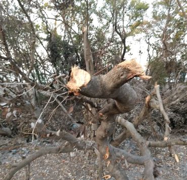 Profepa y Conanp sin recursos para vigilancia