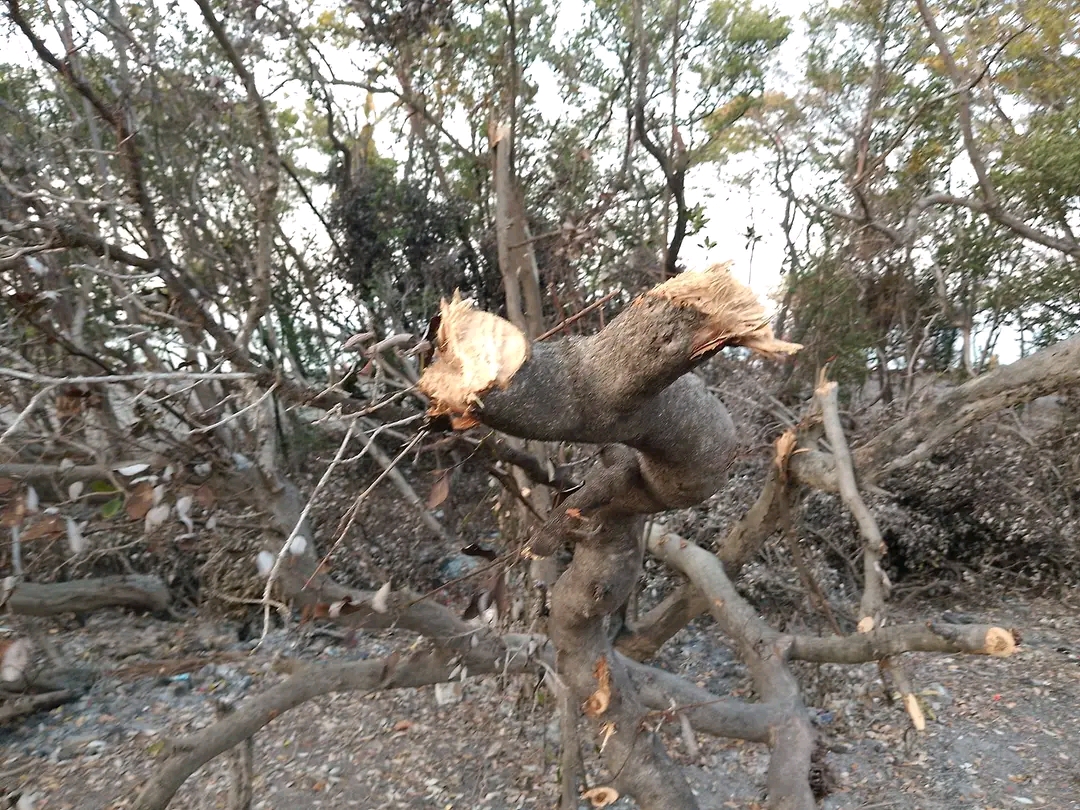 Profepa y Conanp sin recursos para vigilancia