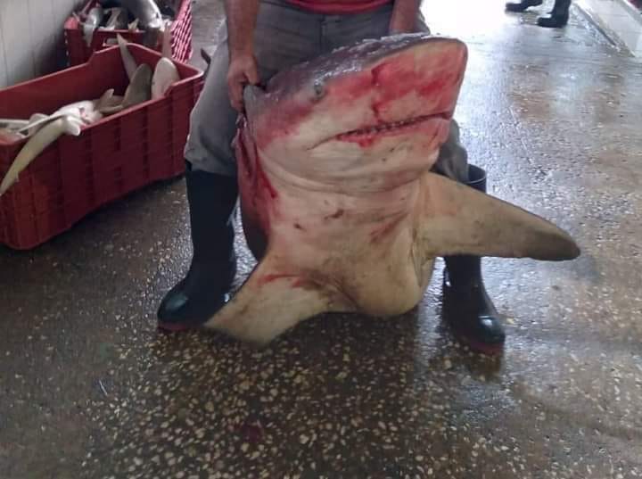 Presencia de tiburones en costas de Ciudad del Carmen