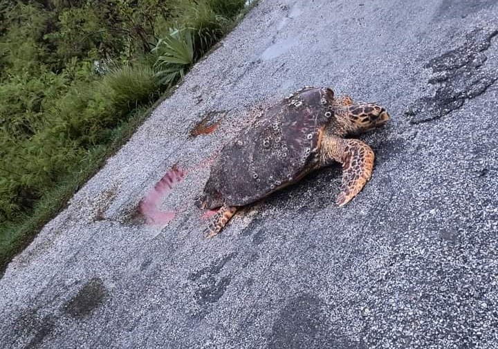 Siete tortugas han sido encontradas muertas