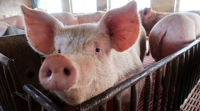 Impulsar más la producción porcícola para seguir en la competitividad mundial, SADER