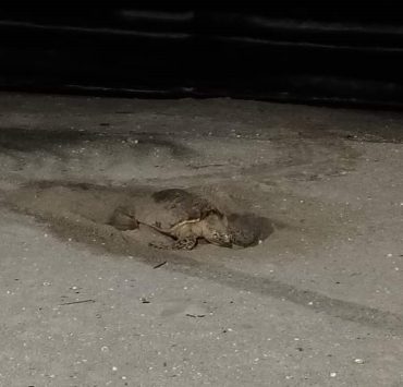 Tortuga marina llega anidar en Playa Norte