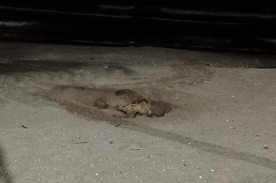 Tortuga marina llega anidar en Playa Norte