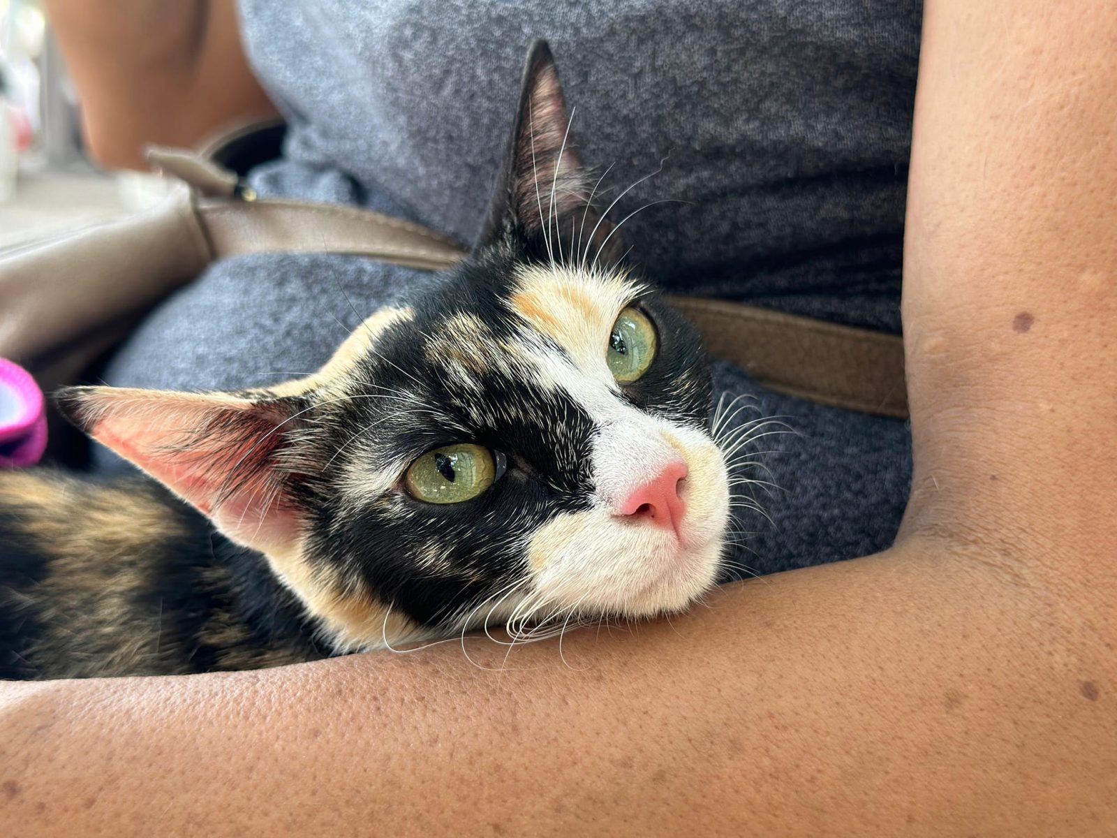 Previenen a ciudadanos por posible rabia en mascotas