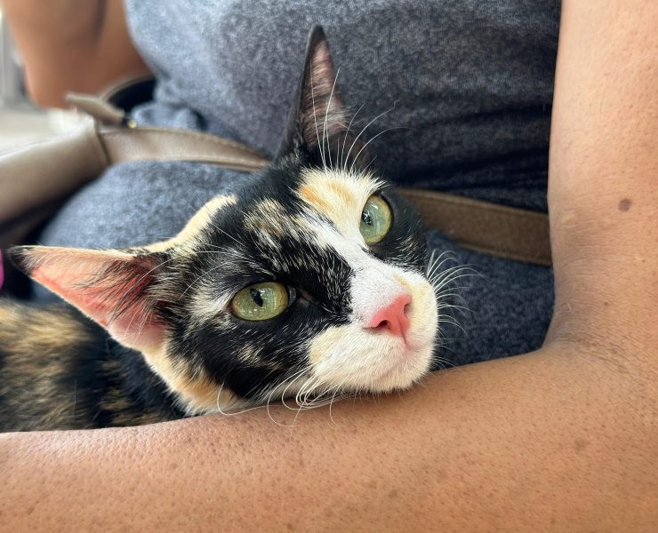 Previenen a ciudadanos por posible rabia en mascotas