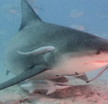 Confirman presencia de Tiburón por Playa Bahamita