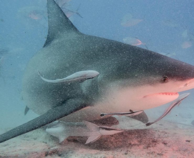 Confirman presencia de Tiburón por Playa Bahamita