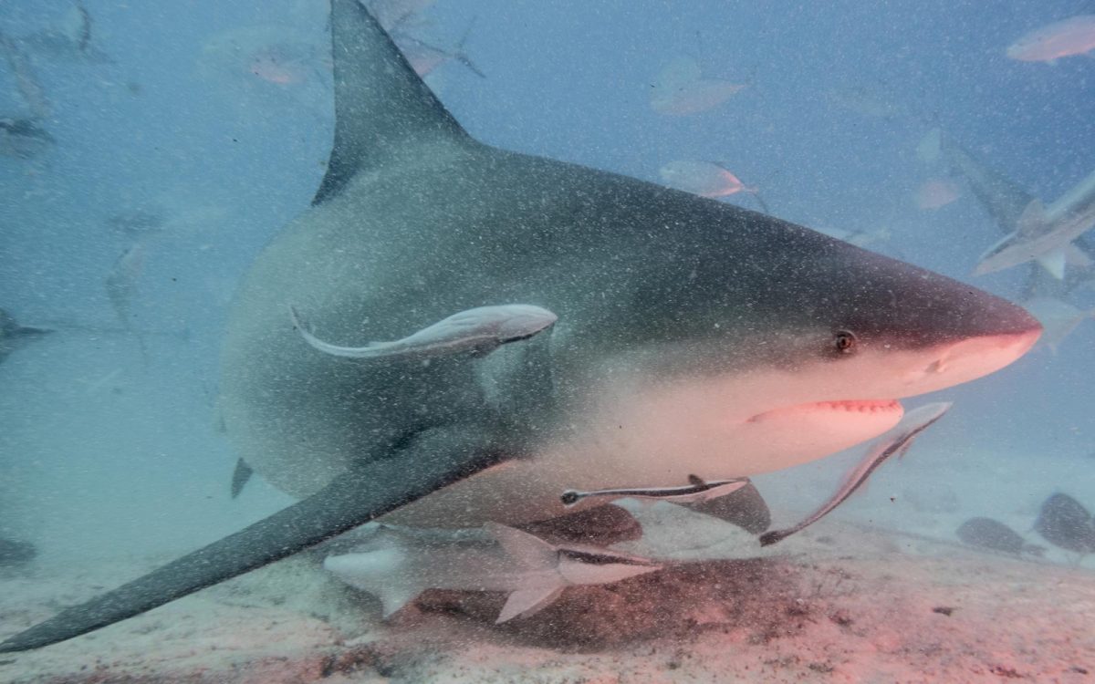 Confirman presencia de Tiburón por Playa Bahamita