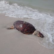 Saquean nido de tortuga carey y luego la matan