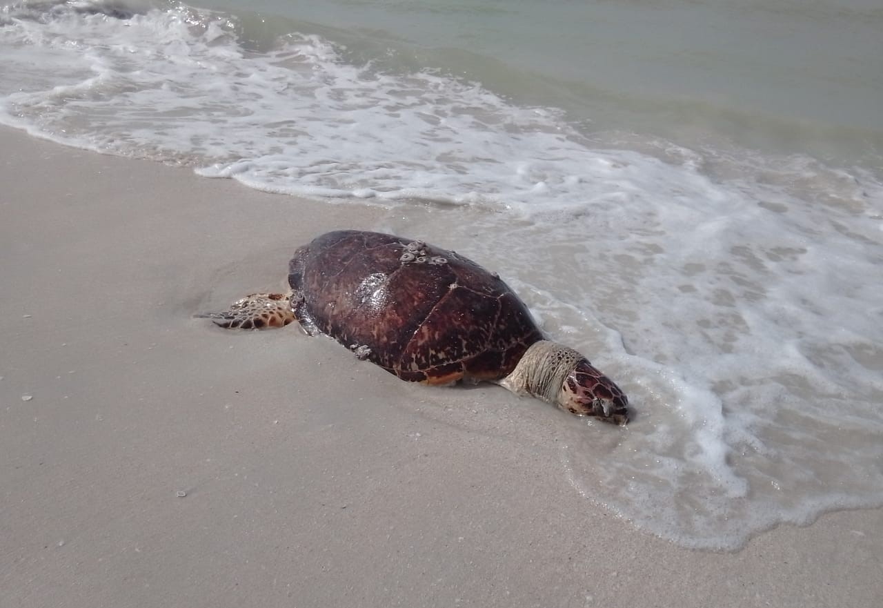 Saquean nido de tortuga carey y luego la matan