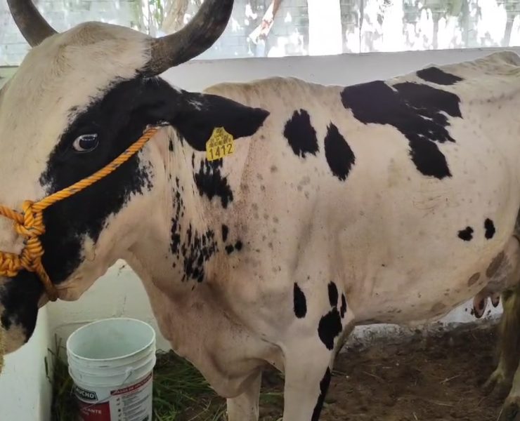 Tarrogacho es la vaca que obtiene el primer lugar como vaca lechera