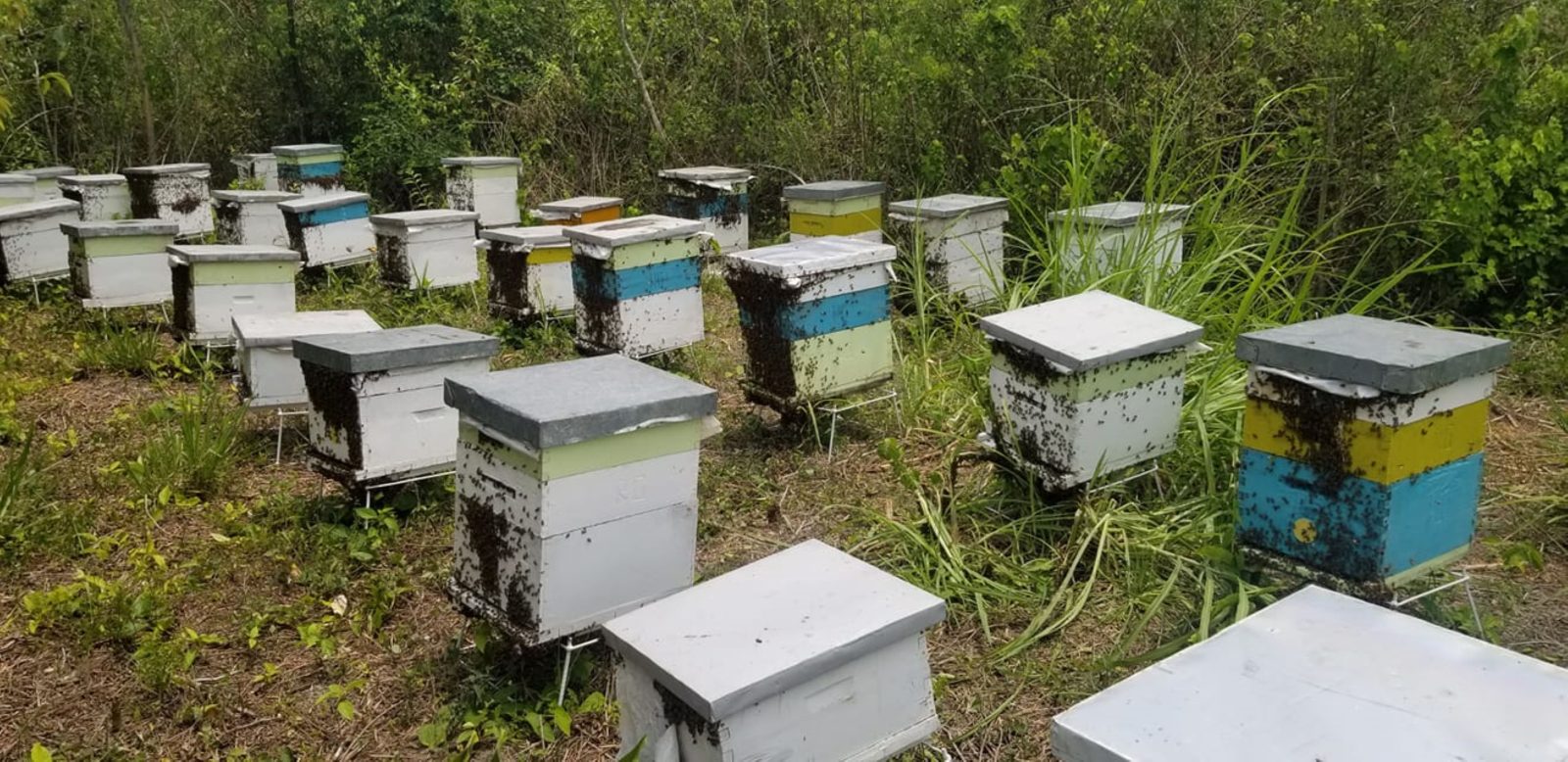 Cambio climático afecta producción de miel