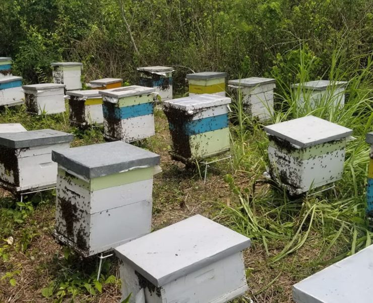 Cambio climático afecta producción de miel