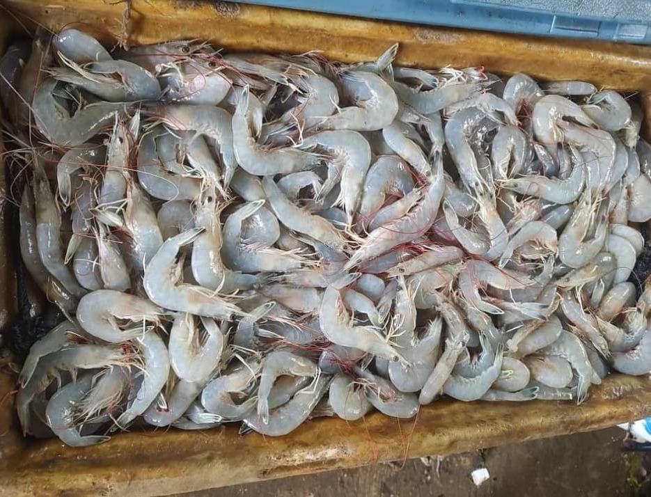 Pescadores están acabando con el camarón