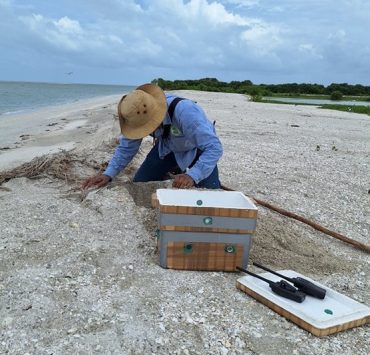 Campamento Isla Matamoros lleva un registro de 130 nidos de tortugas