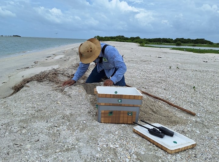 Campamento Isla Matamoros lleva un registro de 130 nidos de tortugas