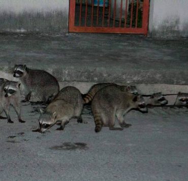 Los humanos son los que han invadido el hábitat de la fauna silvestre