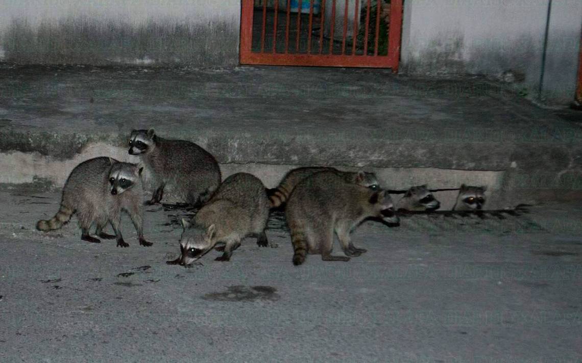 Los humanos son los que han invadido el hábitat de la fauna silvestre