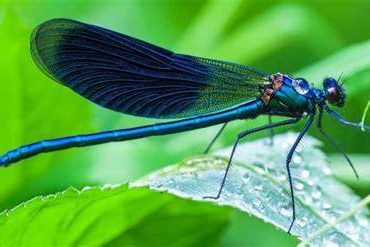 Libélulas gigantes invaden playa