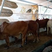 Municipio de Carmen participa en la inseminación artificial de ganado