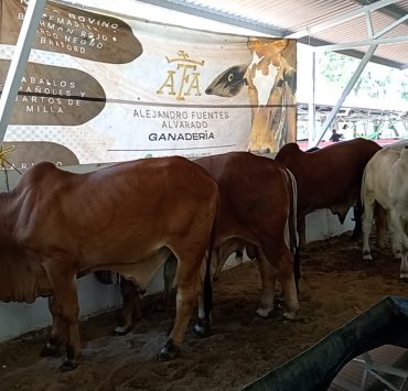 Municipio de Carmen participa en la inseminación artificial de ganado