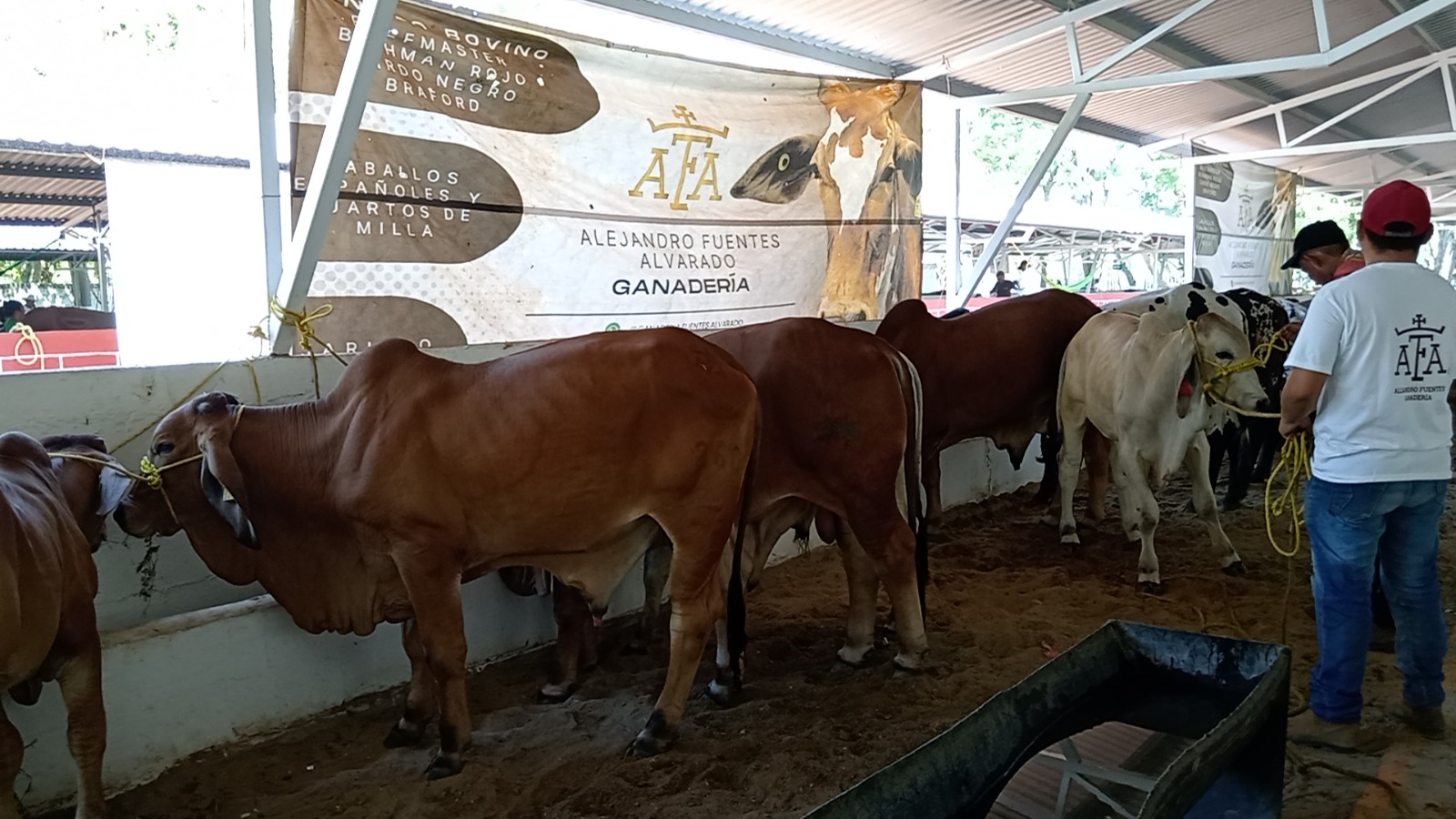 Municipio de Carmen participa en la inseminación artificial de ganado