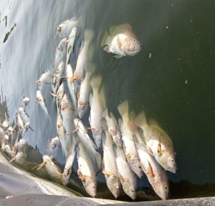 Mueren mojarras en vivero de cooperativas pesqueras