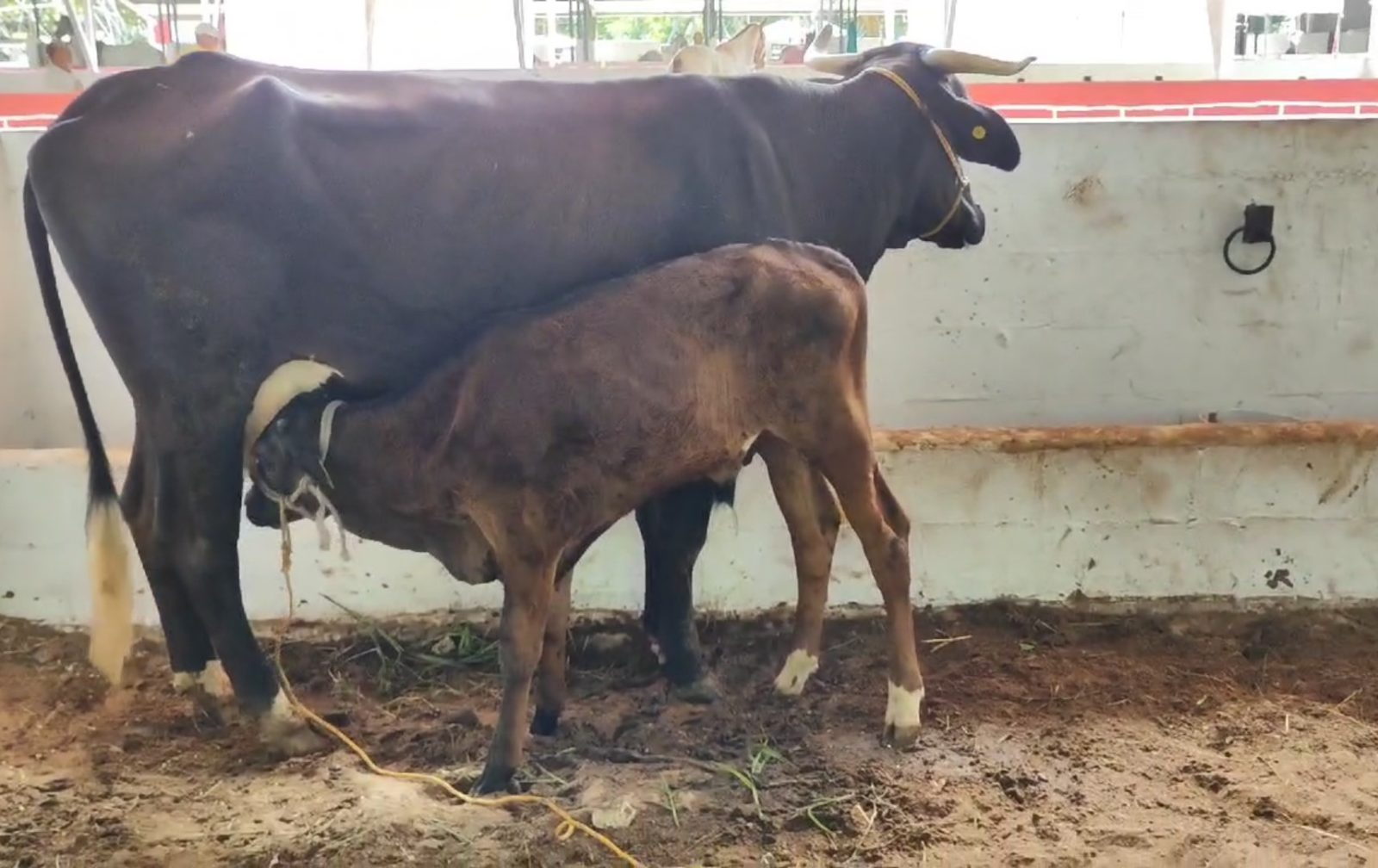 Escasos apoyos para el sector agropecuario
