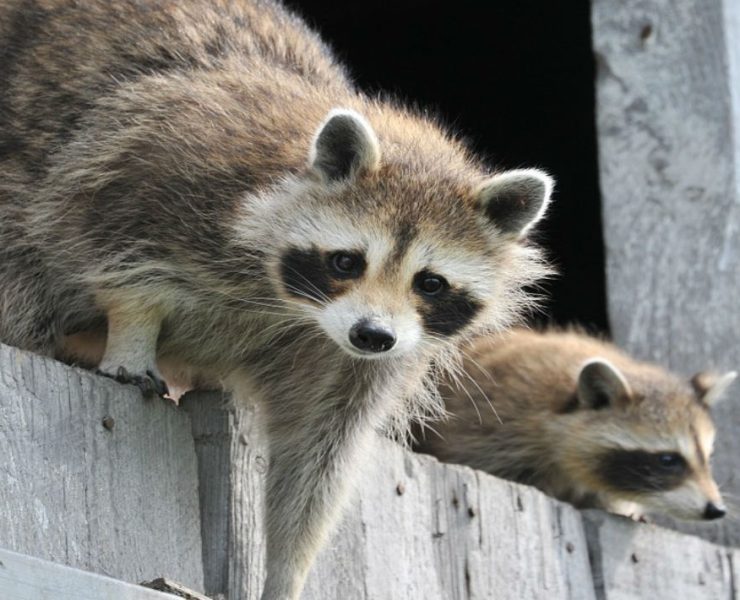 Mapaches invaden varias zonas de la Isla del Carmen