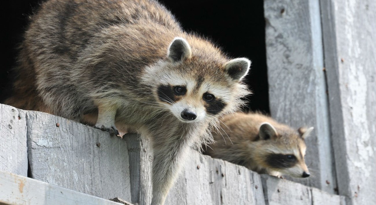 Mapaches invaden varias zonas de la Isla del Carmen
