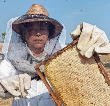 Crisis de apicultura en Sabancuy por mortandad de mangles