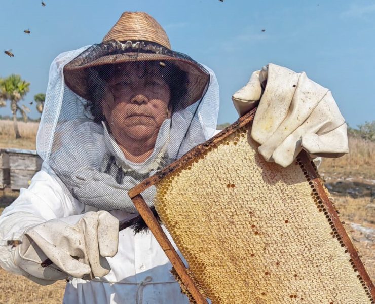 Crisis de apicultura en Sabancuy por mortandad de mangles