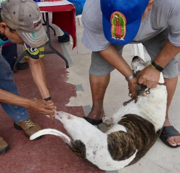 Más de mil vacunas antirrábicas ha aplicado Bienestar Animal
