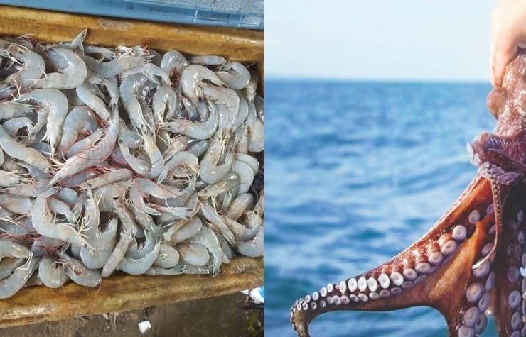 Importante pesca de camarón y pulpo en Campeche