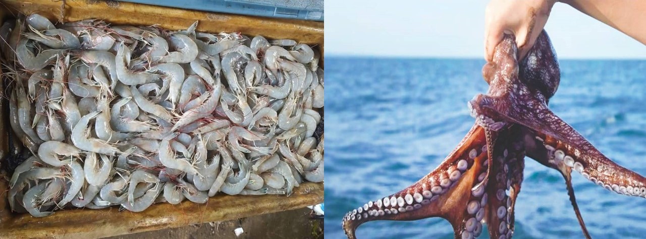 Importante pesca de camarón y pulpo en Campeche