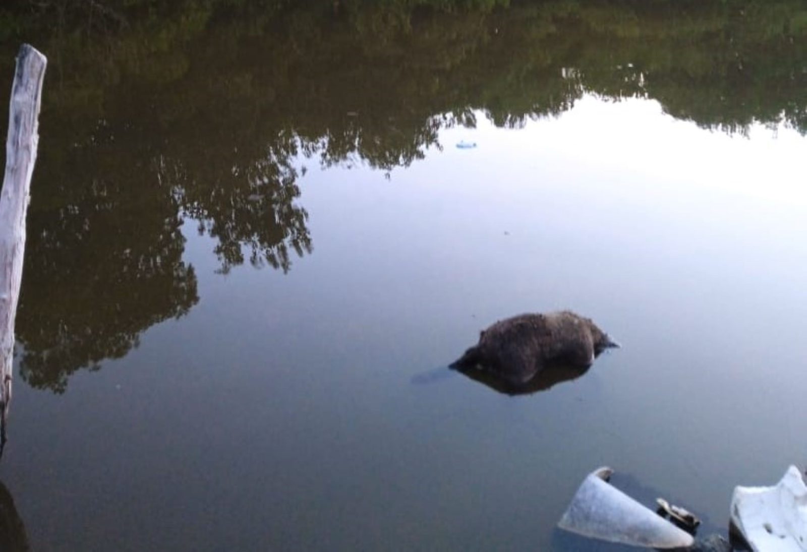 Mapaches muertos en arroyo