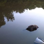 Mapaches muertos en arroyo