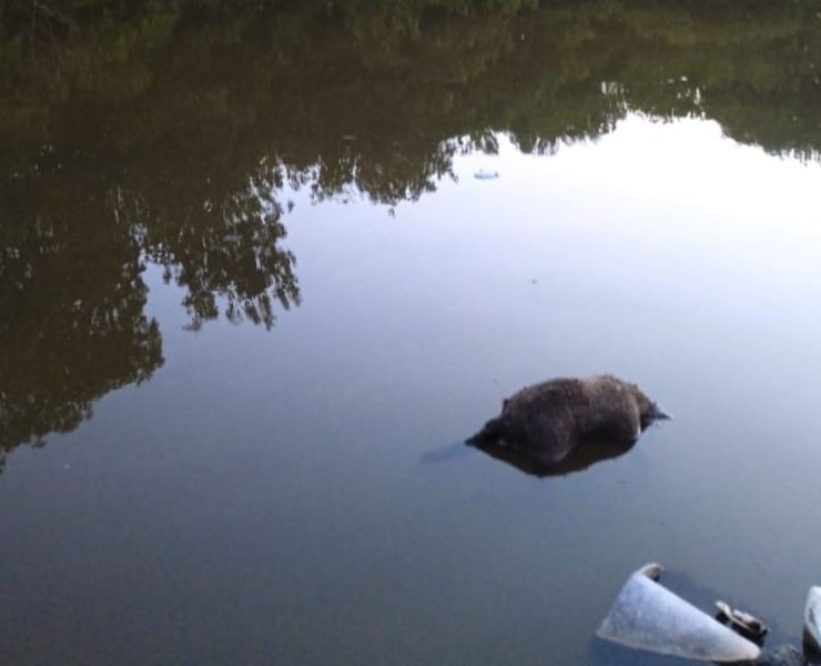Mapaches muertos en arroyo