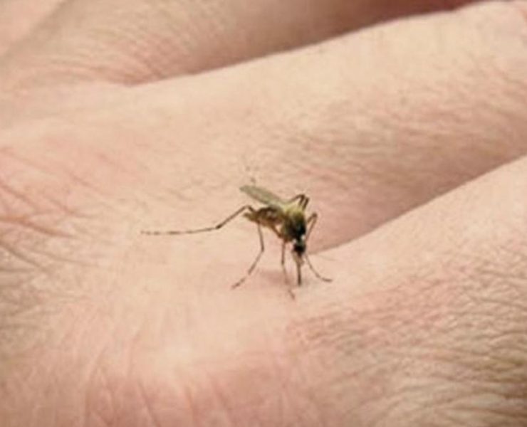 Confirman 250 casos de dengue en Carmen y Palizada