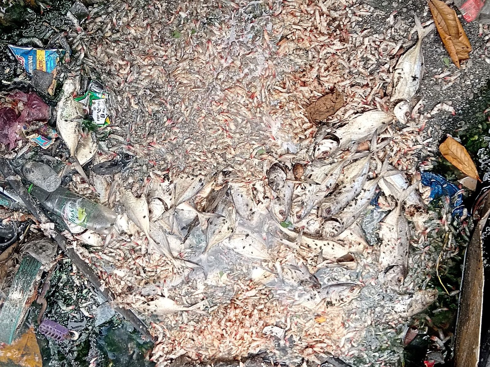 Tiran pescados putrefactos en el arroyo cercano al mercado de Mariscos